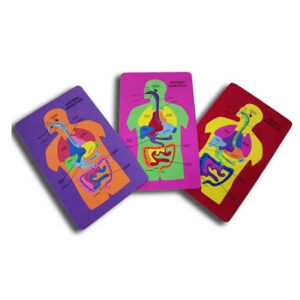 Goma eva sistema digestivo 30×19