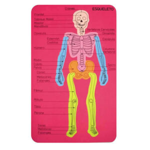 Goma eva del sistema oseo 30×19 cm